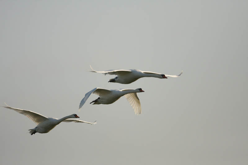 Cygnus olor Knobbelzwaan Mute Swan